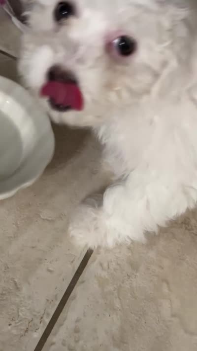Bobo , a female Bichon Frise and Maltipoo for sale in San Diego, CA – 2 of 2