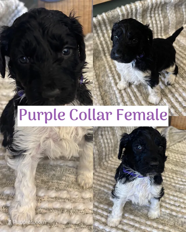 Purple Collar  – Double Doodle puppy for sale in Morristown, TN