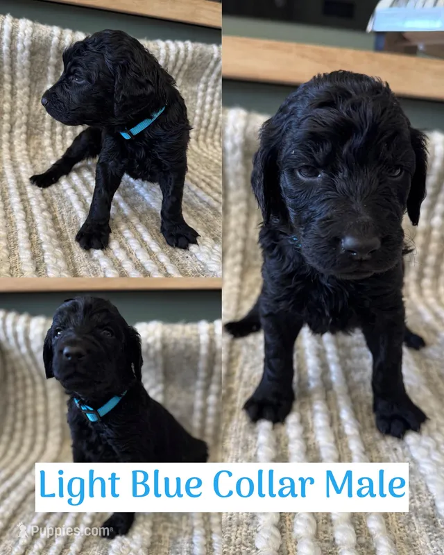 Blue Collar – Double Doodle puppy for sale in Morristown, TN