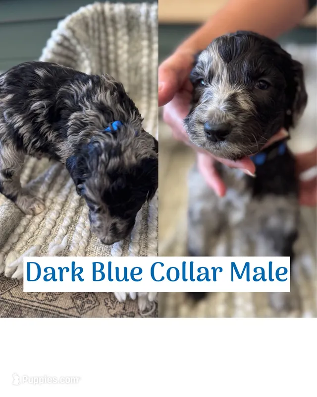 Dark Blue Collar – Double Doodle puppy for sale in Morristown, TN