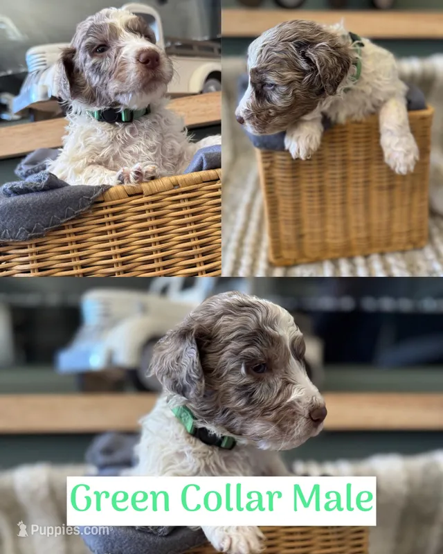 Green Collar – Double Doodle puppy for sale in Morristown, TN