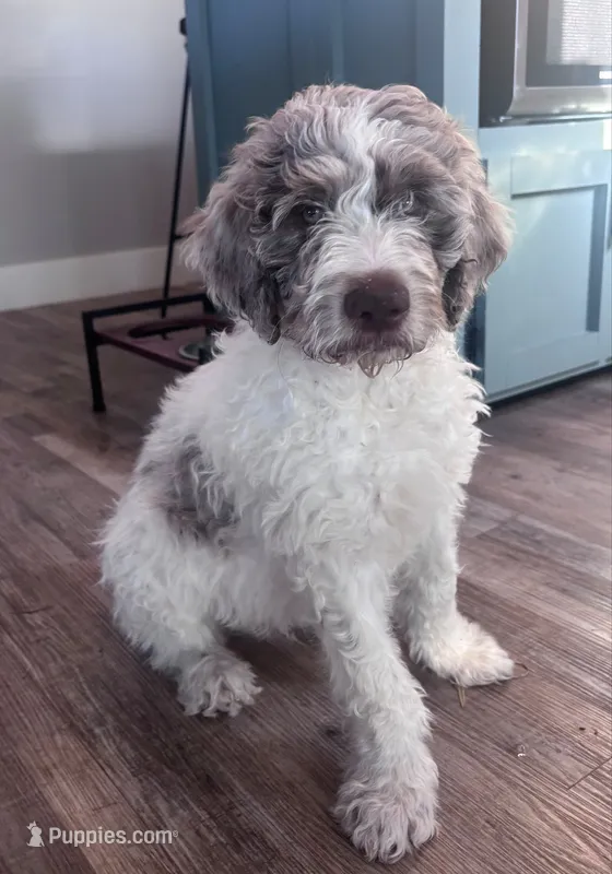 Double Doodle  – Double Doodle puppy for sale in Morristown, TN