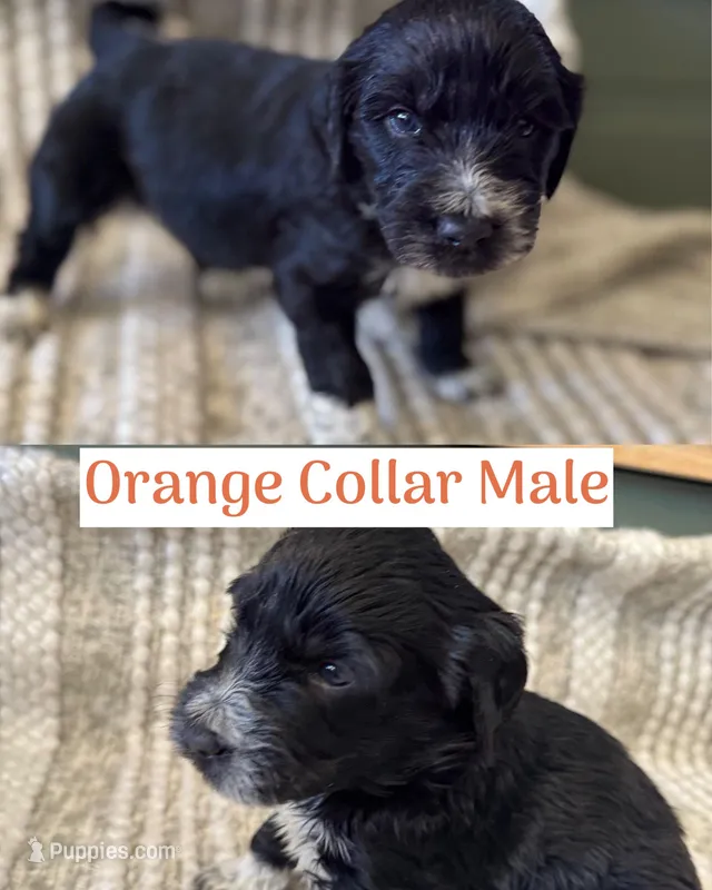 Orange Collar – Double Doodle puppy for sale in Morristown, TN