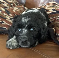 Double Doodle , a male Double Doodle for sale in Morristown, TN – Photo 2 of 5
