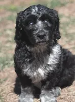 Double Doodle , a male Double Doodle for sale in Morristown, TN – Photo 3 of 5