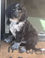 Double Doodle , a male Double Doodle for sale in Morristown, TN – Photo 4 of 5