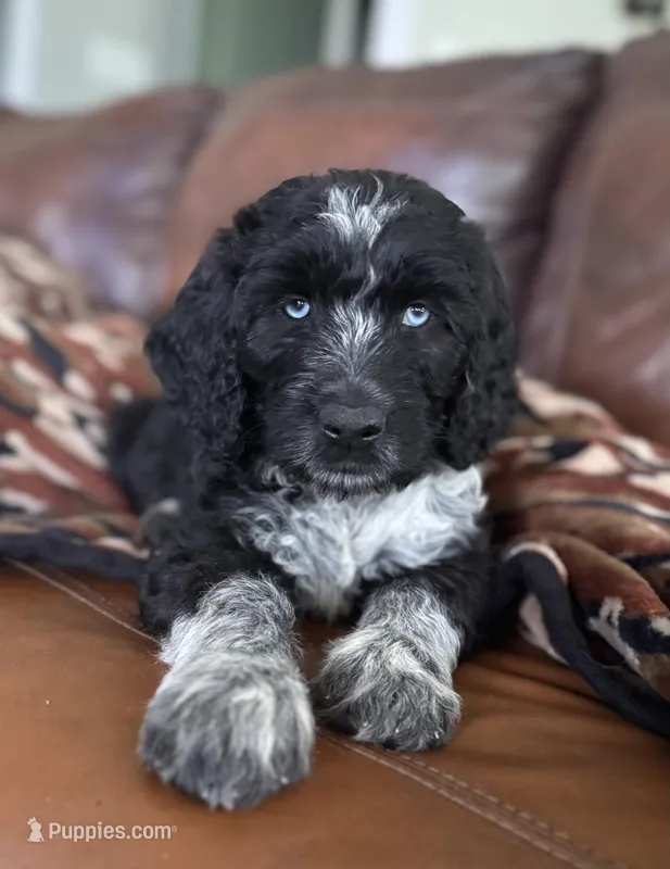 Double Doodle  – Double Doodle puppy for sale in Morristown, TN