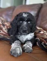 Double Doodle , a male Double Doodle for sale in Morristown, TN – Photo 1 of 5