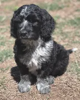 Double Doodle , a male Double Doodle for sale in Morristown, TN – Photo 5 of 5