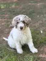 Double Doodle , a male Double Doodle for sale in Morristown, TN – Photo 2 of 6