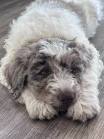 Double Doodle , a male Double Doodle for sale in Morristown, TN – Photo 4 of 6