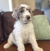 Double Doodle , a male Double Doodle for sale in Morristown, TN – Photo 3 of 6