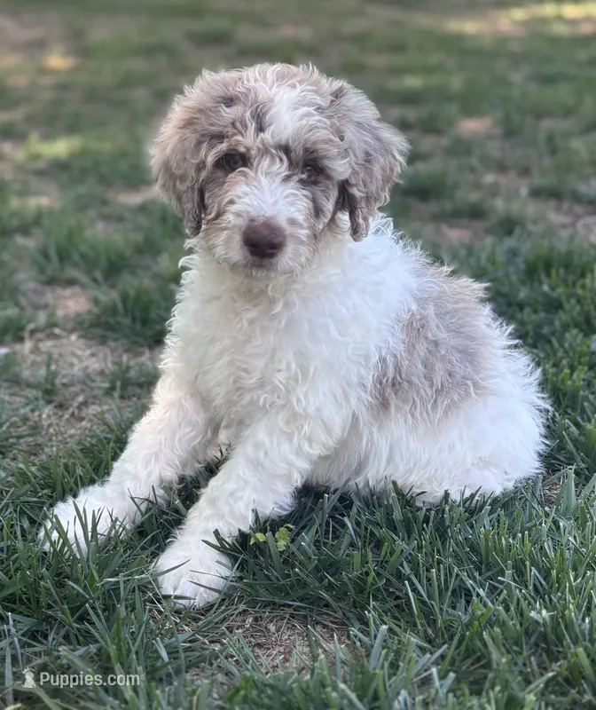 Double Doodle  – Double Doodle puppy for sale in Morristown, TN