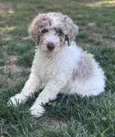Double Doodle , a male Double Doodle for sale in Morristown, TN – Photo 1 of 6