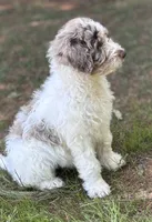 Double Doodle , a male Double Doodle for sale in Morristown, TN – Photo 6 of 6