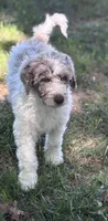 Double Doodle , a male Double Doodle for sale in Morristown, TN – Photo 5 of 6