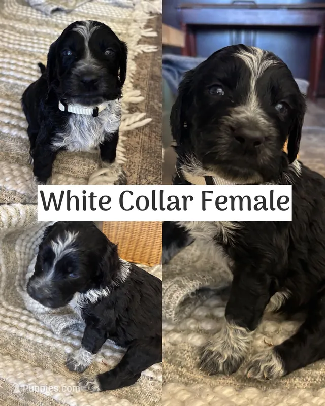 White Collar – Double Doodle puppy for sale in Morristown, TN