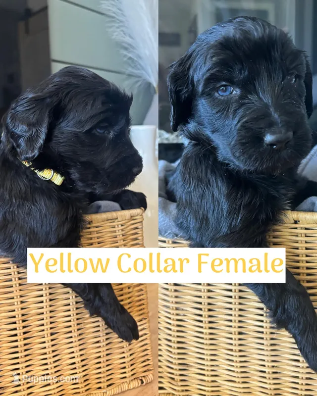 Yellow Collar – Double Doodle puppy for sale in Morristown, TN