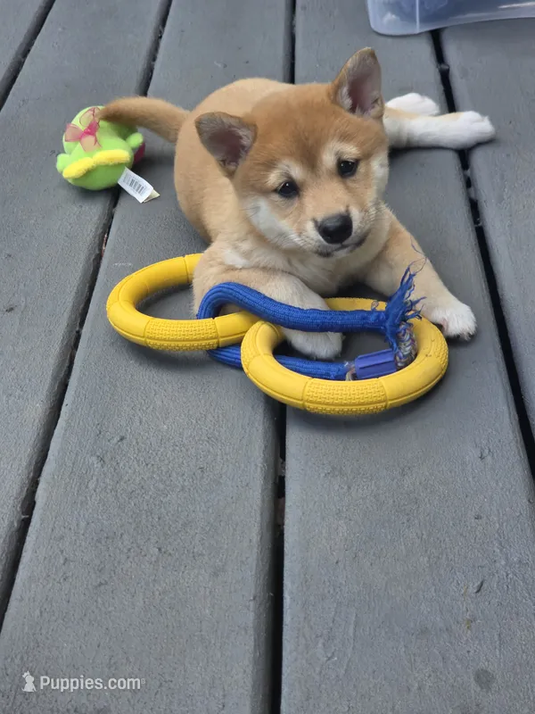 Mochi – Shiba Inu puppy for sale in Carpentersville, IL