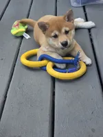Mochi, a male Shiba Inu for sale in Carpentersville, IL – 1 of 2