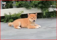 Snickers, a male Shiba Inu for sale in Carpentersville, IL – 1 of 2