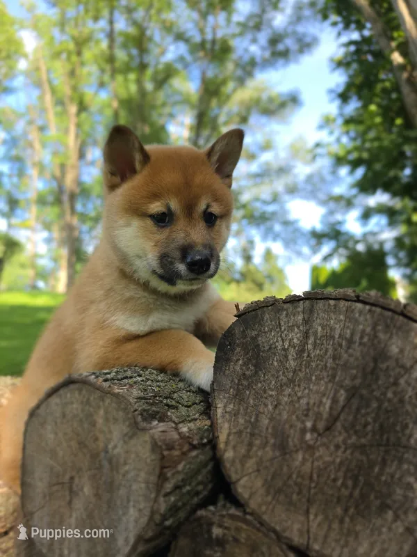 Snoopy – Shiba Inu puppy for sale in Carpentersville, IL