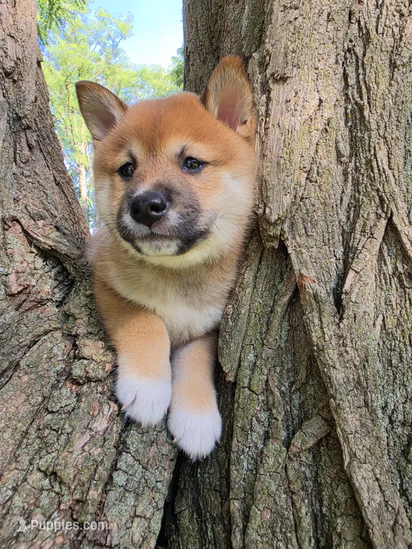 Tim – Shiba Inu puppy for sale in Carpentersville, IL
