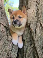 Tim, a male Shiba Inu for sale in Carpentersville, IL – 1 of 2