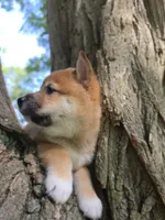Tim, a male Shiba Inu for sale in Carpentersville, IL – 2 of 2