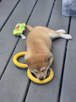 Mochi, a male Shiba Inu for sale in Carpentersville, IL – 2 of 2