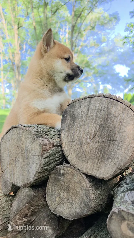 Gerry – Shiba Inu puppy for sale in Carpentersville, IL