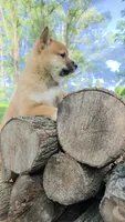 Gerry, a male Shiba Inu for sale in Carpentersville, IL – 1 of 1