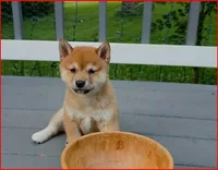 Snickers, a male Shiba Inu for sale in Carpentersville, IL – 2 of 2