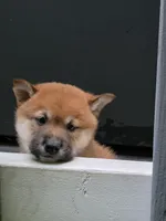 Snoopy, a male Shiba Inu for sale in Carpentersville, IL – 2 of 2