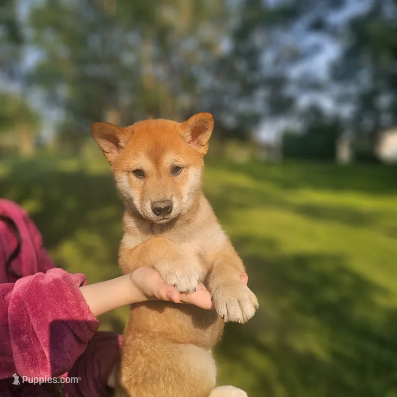 Leo – Shiba Inu puppy for sale in Carpentersville, IL
