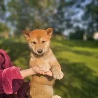 Leo, a male Shiba Inu for sale in Carpentersville, IL – 1 of 1
