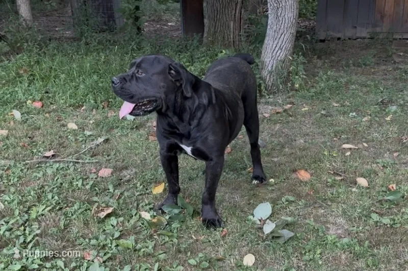 Azenah – Boerboel puppy for sale in Beecher City, IL