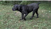 Azenah, a female Boerboel for sale in Beecher City, IL – 3 of 3