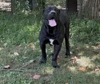 Azenah, a female Boerboel for sale in Beecher City, IL – 2 of 3