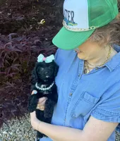 Poppy, a female Cavapoo for sale in Knoxville, TN – 4 of 7