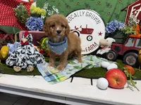 Hudson, a male Cavapoo for sale in Knoxville, TN – 3 of 6