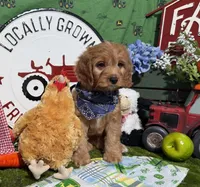 Finn, a male Cavapoo and Poodle - Miniature  for sale in Knoxville, TN – 10 of 10