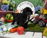 Oreo, a male Cavapoo for sale in Knoxville, TN – 8 of 8
