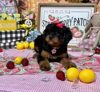 Willow, a female Cavapoo and Poodle - Miniature  for sale in Knoxville, TN – 4 of 4