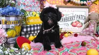 Primrose, a female Cavapoo for sale in Knoxville, TN – 3 of 5