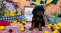 Blossom, a female Cavapoo and Poodle - Miniature  for sale in Knoxville, TN – 2 of 8