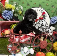 Oreo, a male Cavapoo for sale in Knoxville, TN – 4 of 8