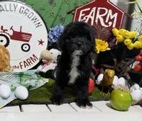 Oreo, a male Cavapoo for sale in Knoxville, TN – 7 of 8