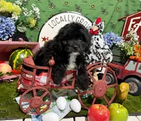 Oreo, a male Cavapoo for sale in Knoxville, TN – 2 of 8