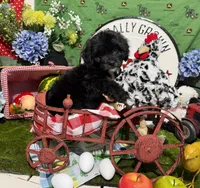 Oreo, a male Cavapoo for sale in Knoxville, TN – 6 of 8